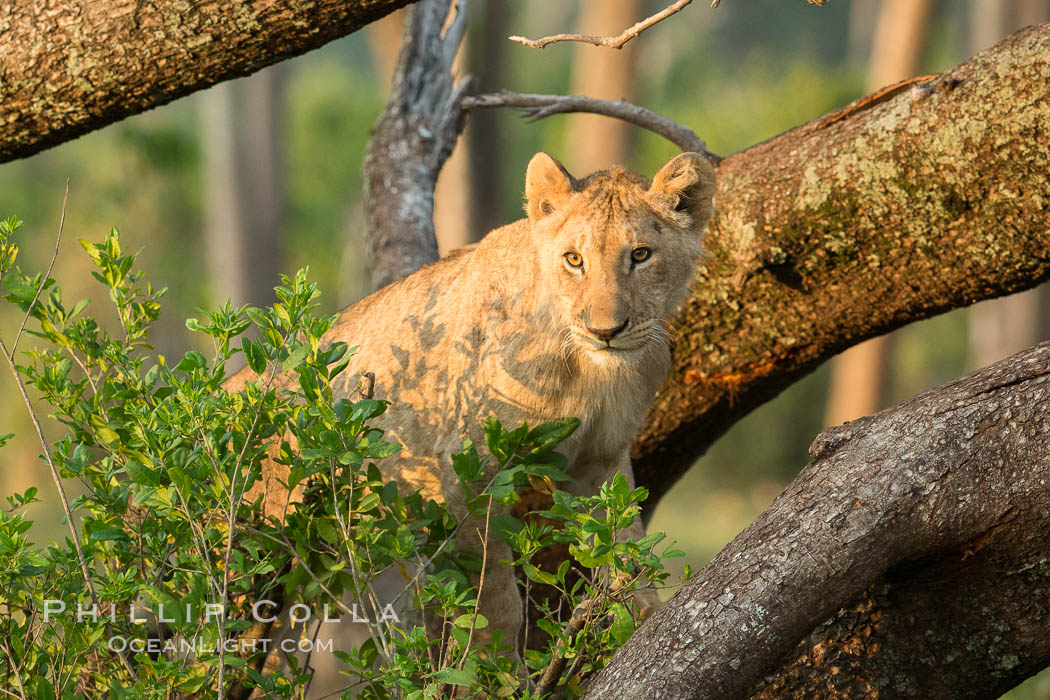 Lion in a tree, Maasai Mara National Reserve, Kenya., Panthera leo, natural history stock photograph, photo id 29880