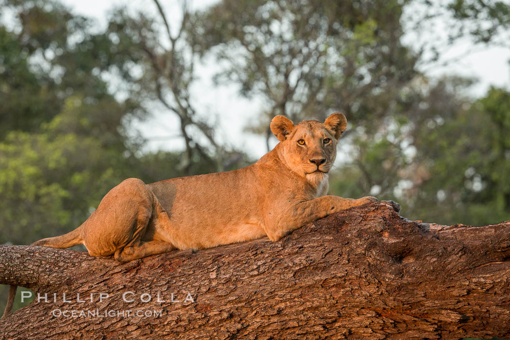 Lion in a tree, Maasai Mara National Reserve, Kenya., Panthera leo, natural history stock photograph, photo id 29871