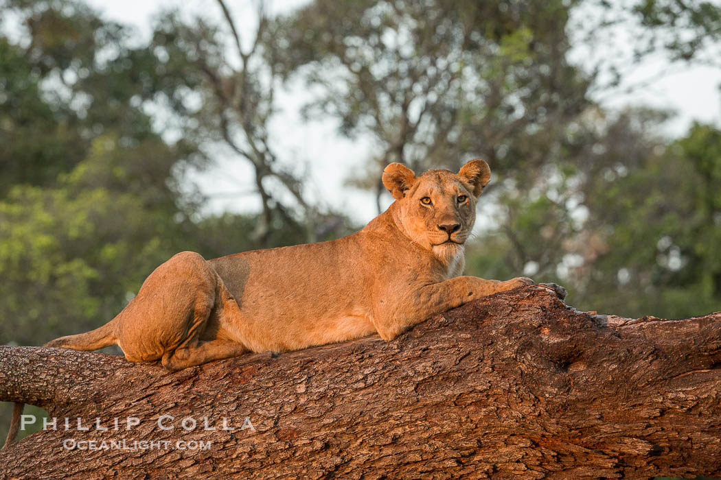 Lion in a tree, Maasai Mara National Reserve, Kenya., Panthera leo, natural history stock photograph, photo id 29871