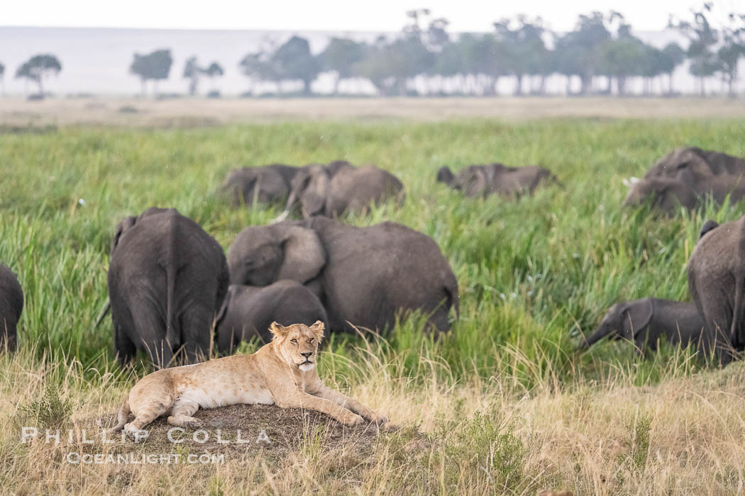 Lioness and Elephants in Marsh, Masai Mara, Kenya. Maasai Mara National Reserve, Panthera leo, natural history stock photograph, photo id 39641