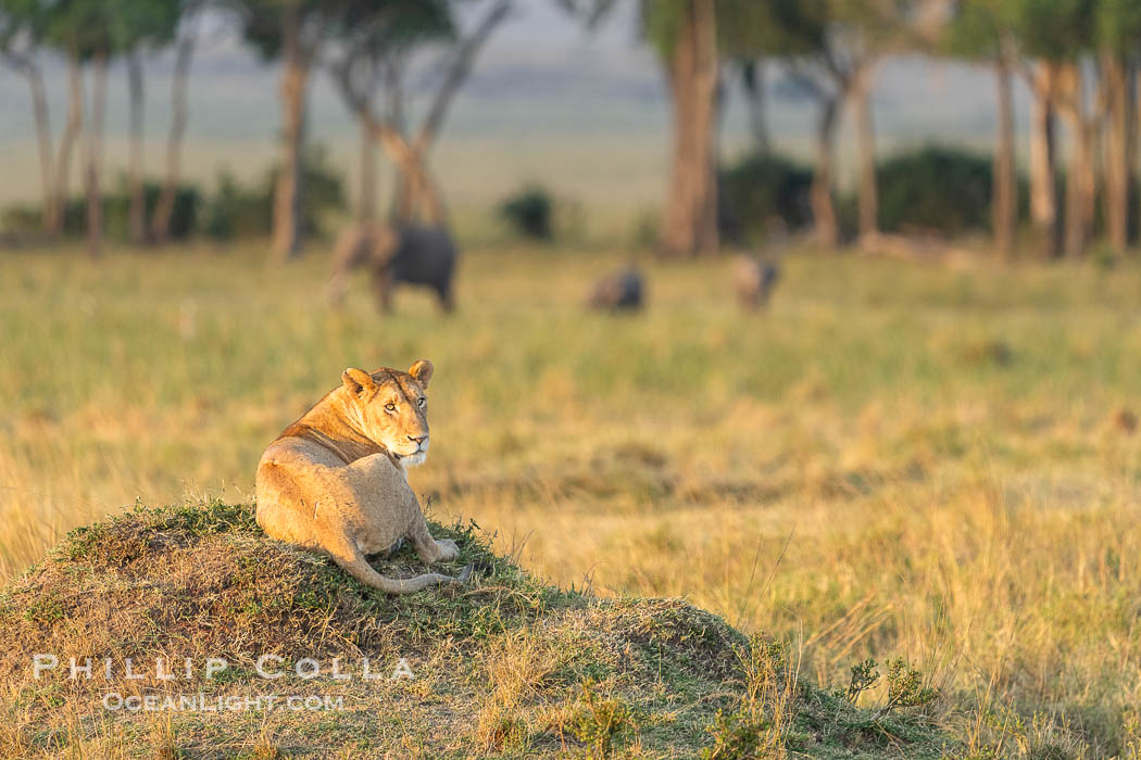 Lioness, Elephants and Trees, Marsh Pride, Masai Mara. Maasai Mara National Reserve, Kenya, Panthera leo, natural history stock photograph, photo id 39610