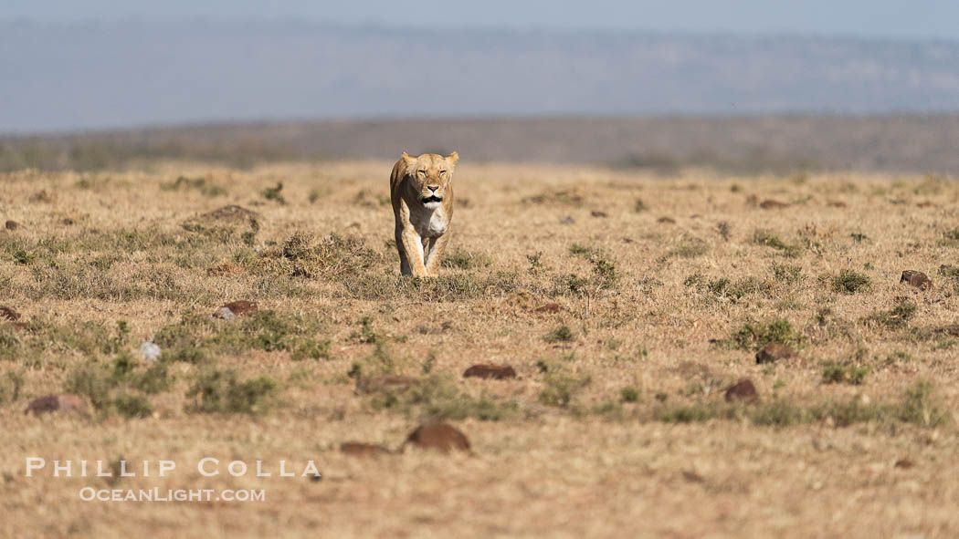 Lioness travelling over open savannah, Mara North Conservancy, Kenya., Panthera leo, natural history stock photograph, photo id 39662