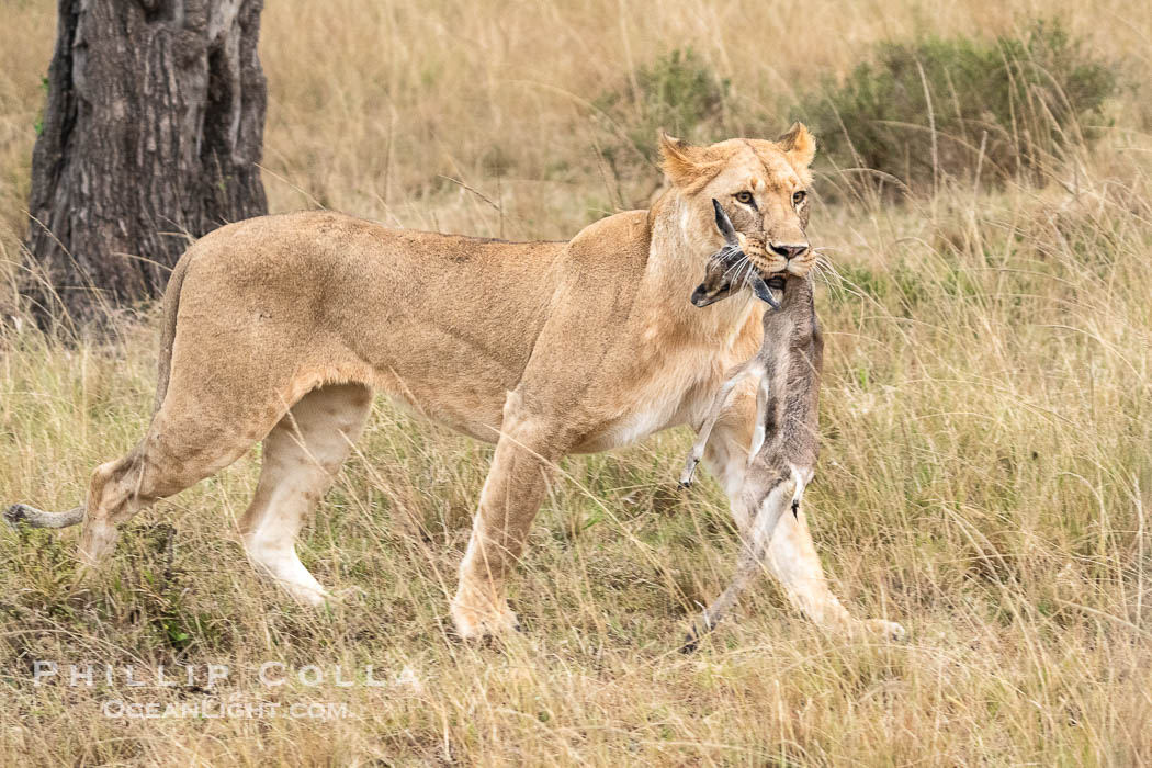Lioness with Fresh-Killed Thomson's Gazelle, Mara North Conservancy. Kenya, Panthera leo, natural history stock photograph, photo id 39723