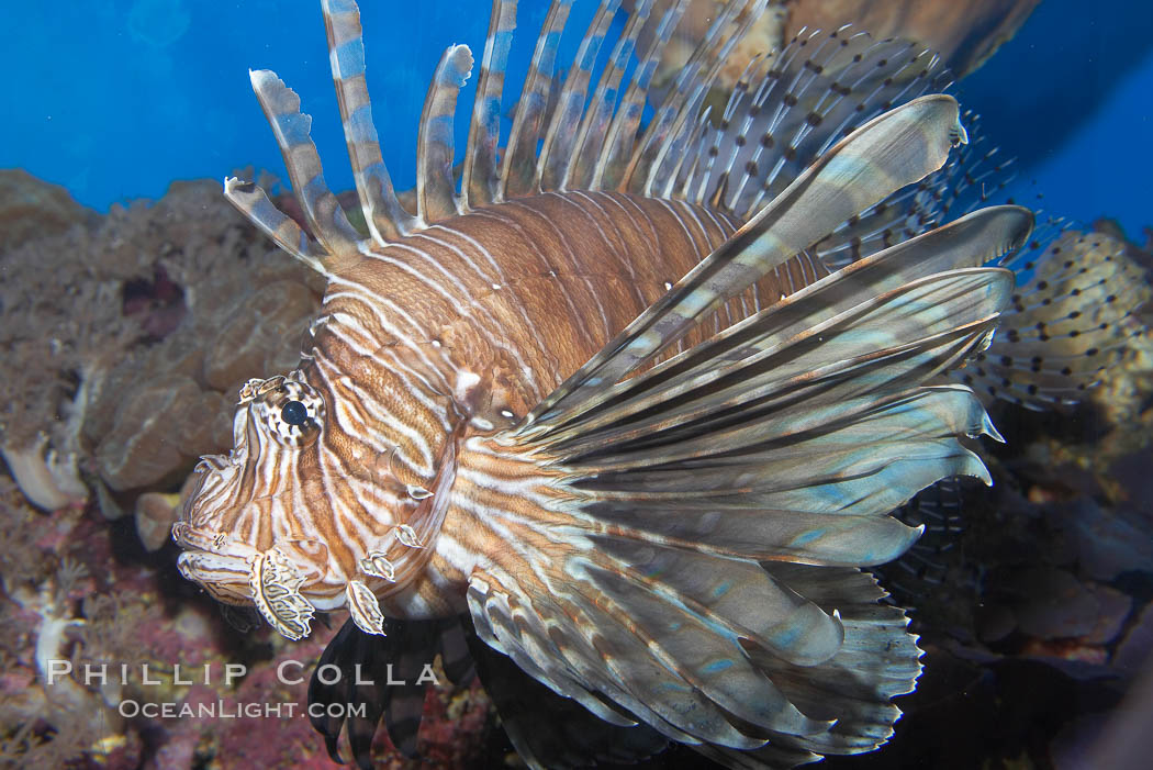 Lionfish., Pterois miles, natural history stock photograph, photo id 14506