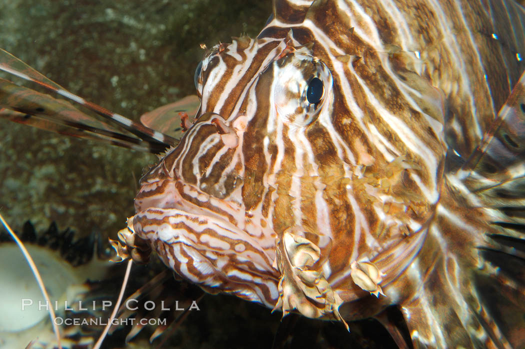 Lionfish., Pterois volitans, natural history stock photograph, photo id 08864