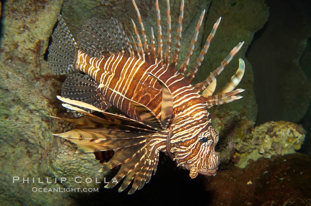 Lionfish., Pterois volitans, natural history stock photograph, photo id 12928