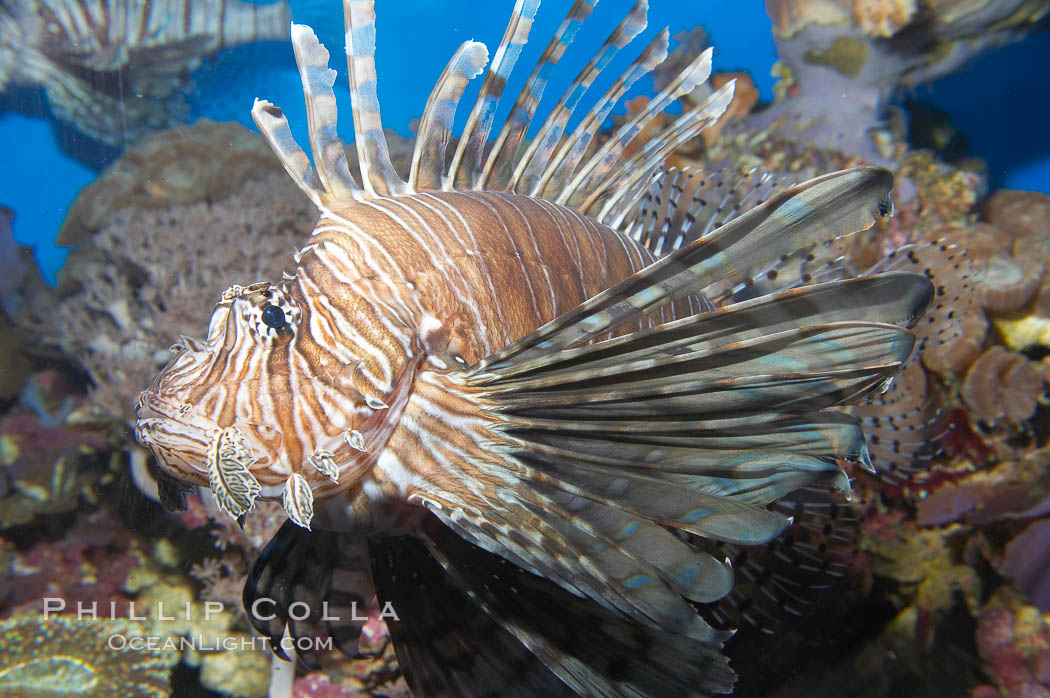 Lionfish., Pterois miles, natural history stock photograph, photo id 14509