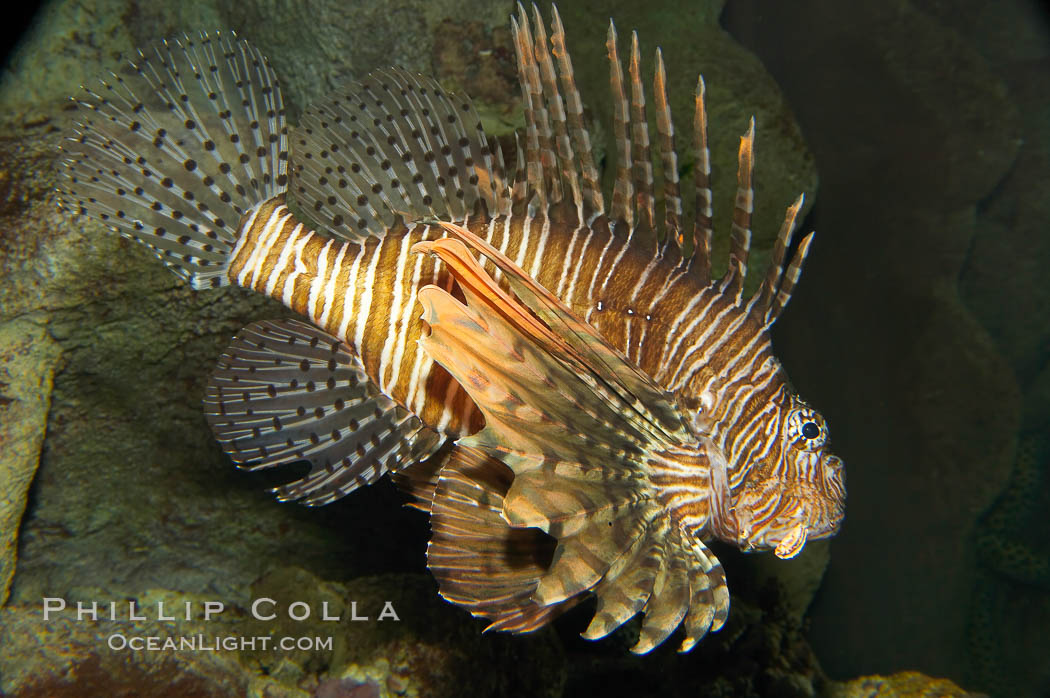 Lionfish., Pterois volitans, natural history stock photograph, photo id 12926