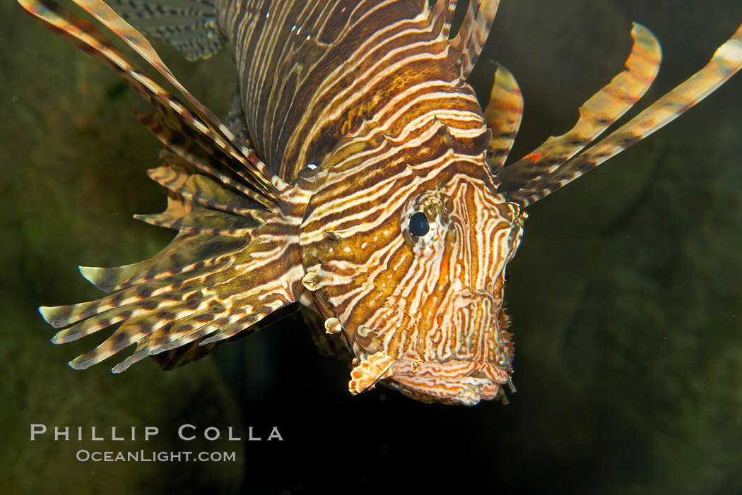 Lionfish., Pterois volitans, natural history stock photograph, photo id 12932