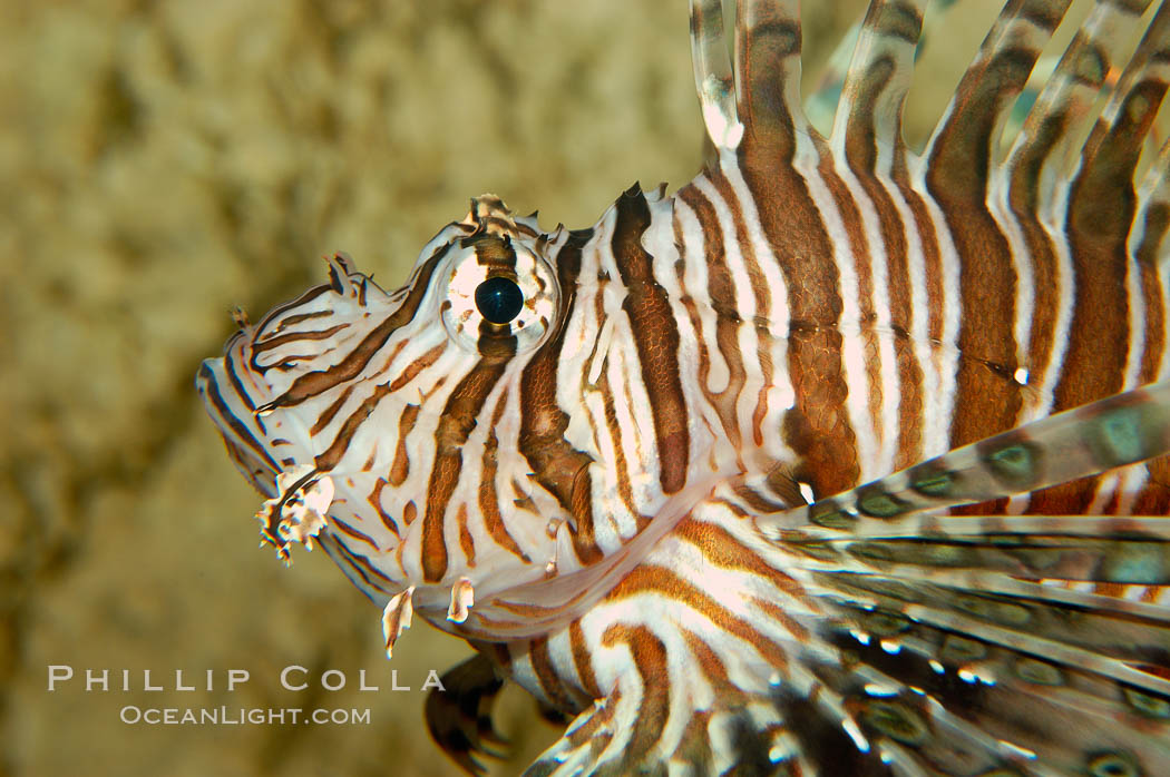 Lionfish., Pterois volitans, natural history stock photograph, photo id 09463
