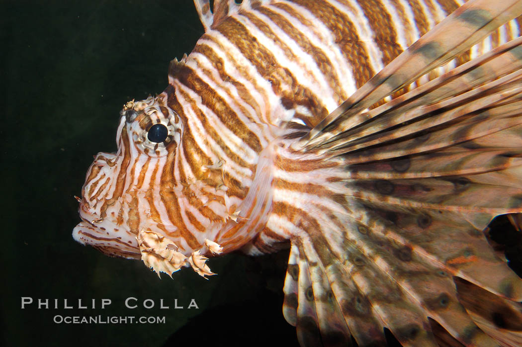 Lionfish., Pterois volitans, natural history stock photograph, photo id 08865