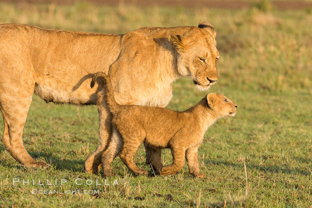 Lionness and cub, Maasai Mara National Reserve, Kenya., Panthera leo, natural history stock photograph, photo id 29922