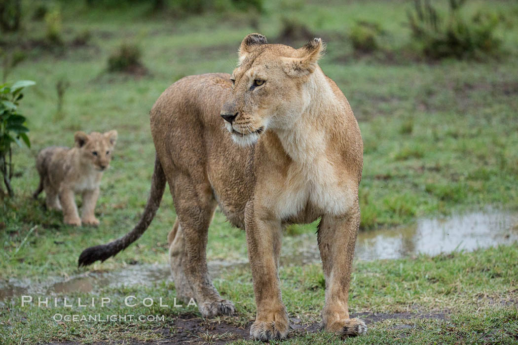 Lionness and two week old cub, Maasai Mara National Reserve, Kenya., Panthera leo, natural history stock photograph, photo id 29787