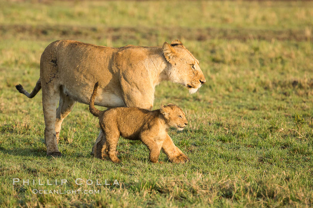Lionness and cub, Maasai Mara National Reserve, Kenya., Panthera leo, natural history stock photograph, photo id 29927