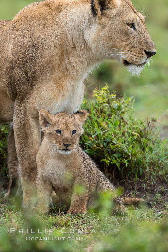 Lionness and two week old cub, Maasai Mara National Reserve, Kenya., Panthera leo, natural history stock photograph, photo id 29797