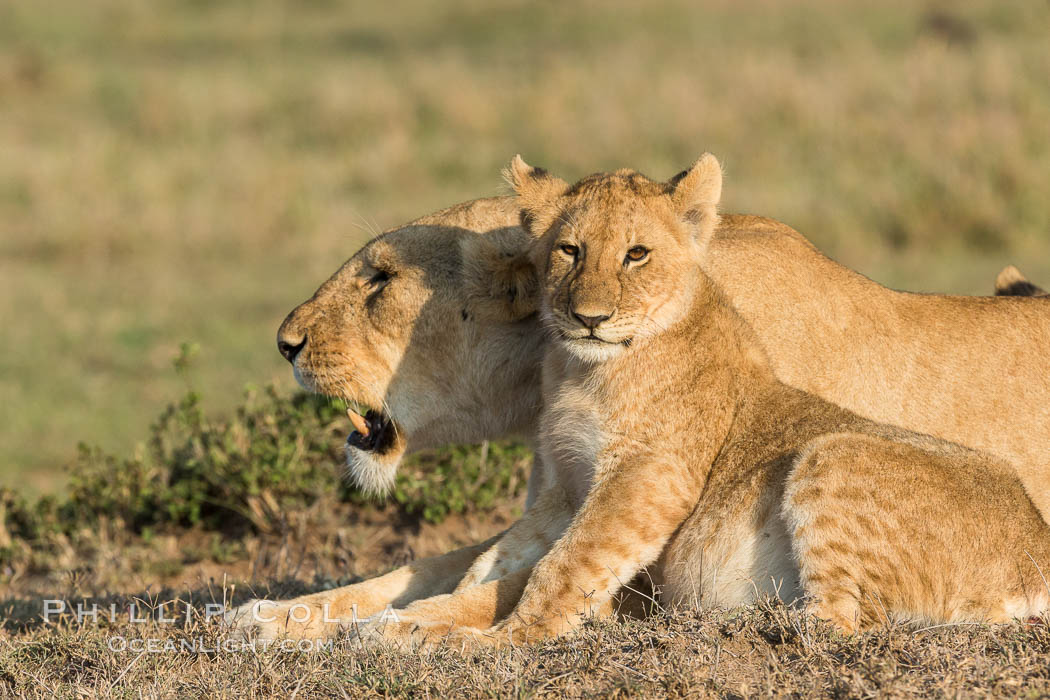 Lionness and cub, Olare Orok Conservancy, Kenya., Panthera leo, natural history stock photograph, photo id 30134