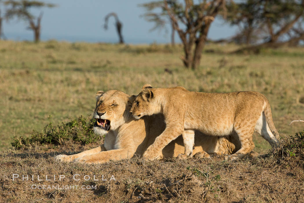 Lionness and cub, Olare Orok Conservancy, Kenya., Panthera leo, natural history stock photograph, photo id 30132