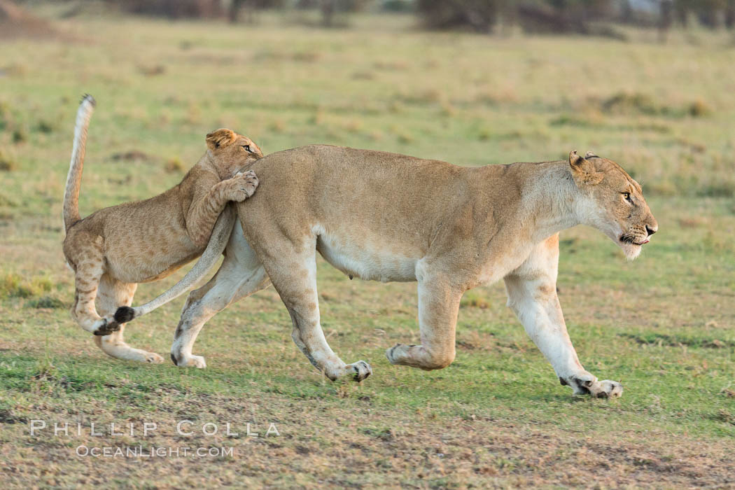 Lionness and cub, Olare Orok Conservancy, Kenya., Panthera leo, natural history stock photograph, photo id 30113