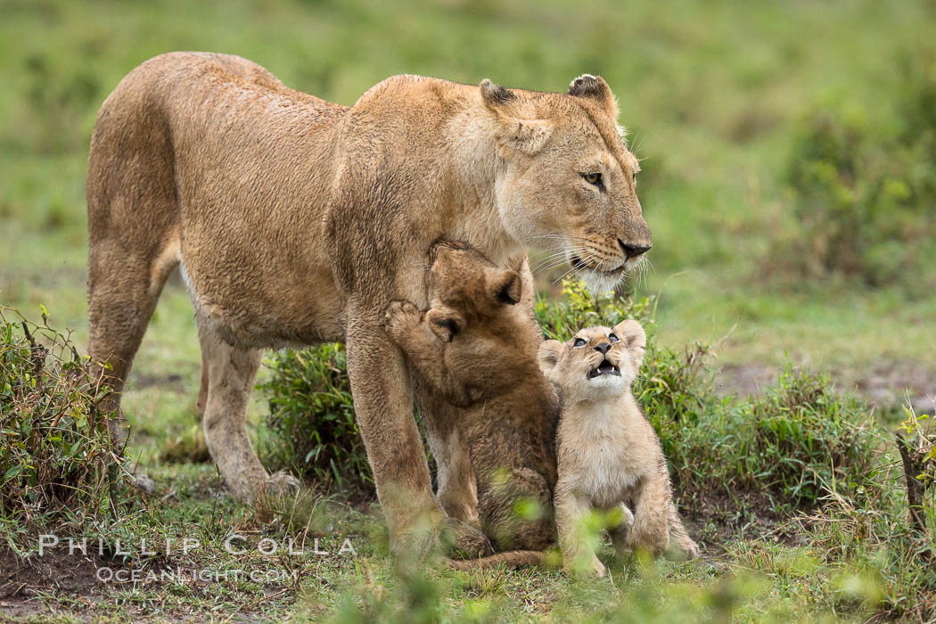 Lionness and two week old cubs, Maasai Mara National Reserve, Kenya., Panthera leo, natural history stock photograph, photo id 29798