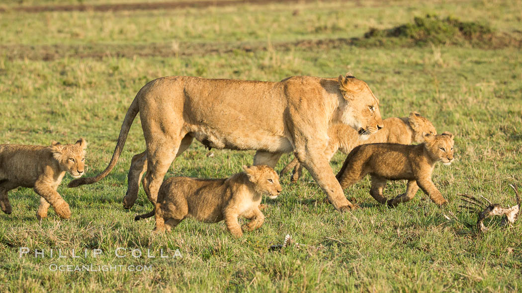 Lionness and cubs, Maasai Mara National Reserve, Kenya., Panthera leo, natural history stock photograph, photo id 29930