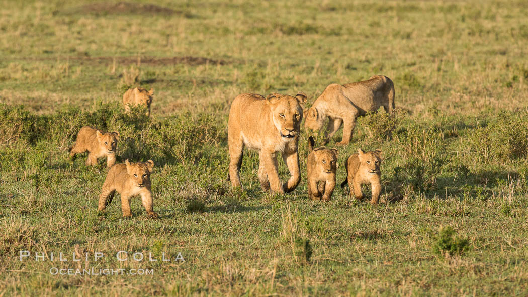 Lionness and cubs, Maasai Mara National Reserve, Kenya., Panthera leo, natural history stock photograph, photo id 29936