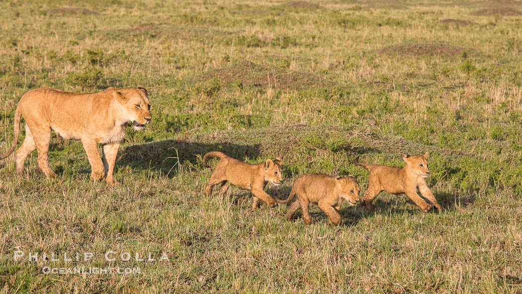 Lionness and cubs, Maasai Mara National Reserve, Kenya., Panthera leo, natural history stock photograph, photo id 29940