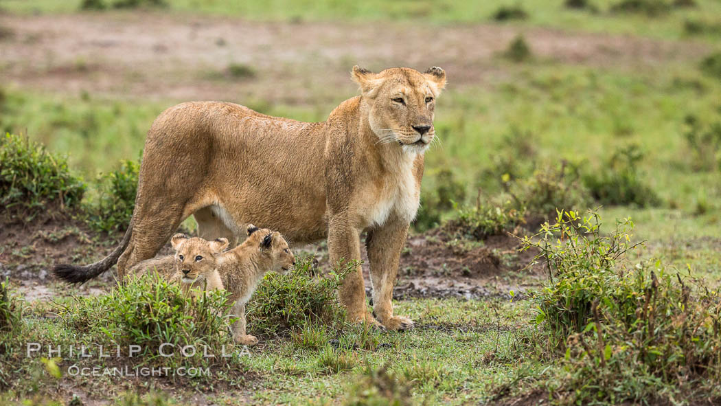 Lionness and two week old cubs, Maasai Mara National Reserve, Kenya., Panthera leo, natural history stock photograph, photo id 29795