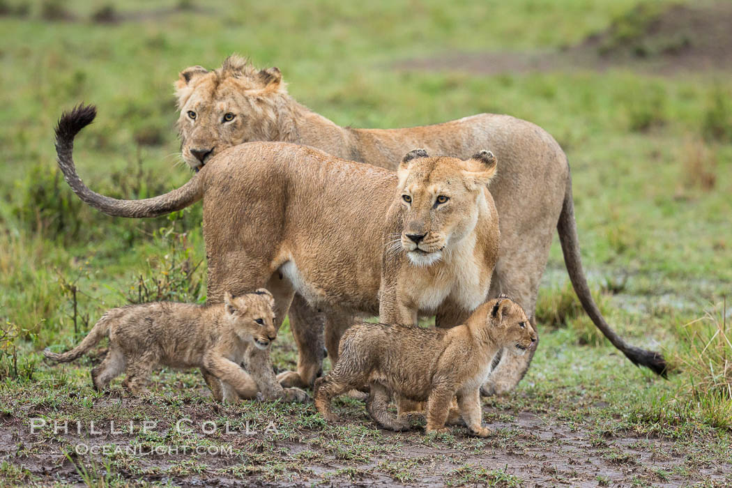 Lionness and two week old cubs, Maasai Mara National Reserve, Kenya., Panthera leo, natural history stock photograph, photo id 29799
