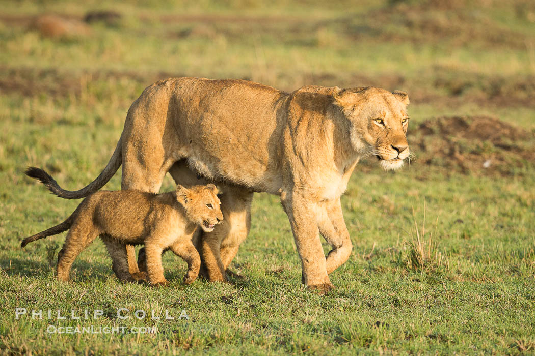 Lionness and cubs, Maasai Mara National Reserve, Kenya., Panthera leo, natural history stock photograph, photo id 29923