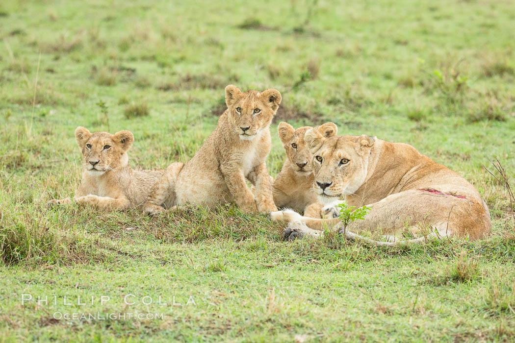 Lionness and cubs, Maasai Mara National Reserve, Kenya., Panthera leo, natural history stock photograph, photo id 29865