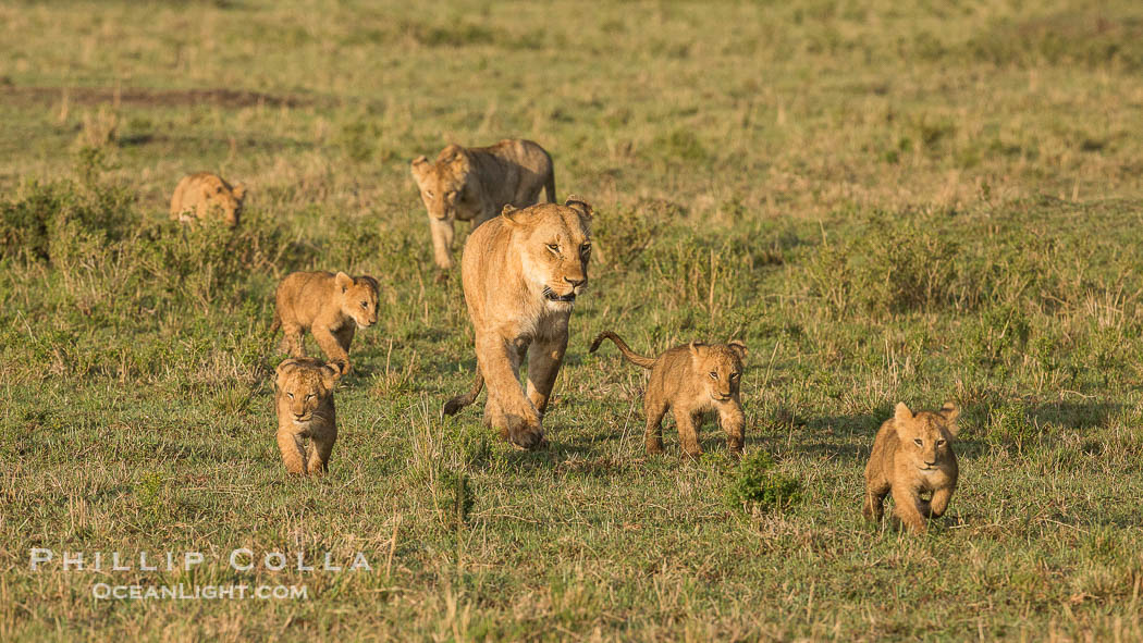 Lionness and cubs, Maasai Mara National Reserve, Kenya., Panthera leo, natural history stock photograph, photo id 29937