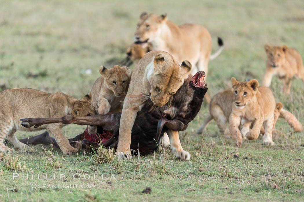 Lionness and cubs with kill, Olare Orok Conservancy, Kenya., Panthera leo, natural history stock photograph, photo id 30098