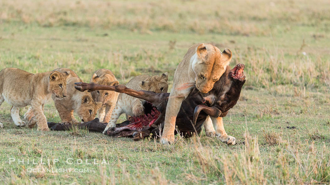 Lionness and cubs with kill, Olare Orok Conservancy, Kenya., Panthera leo, natural history stock photograph, photo id 30108