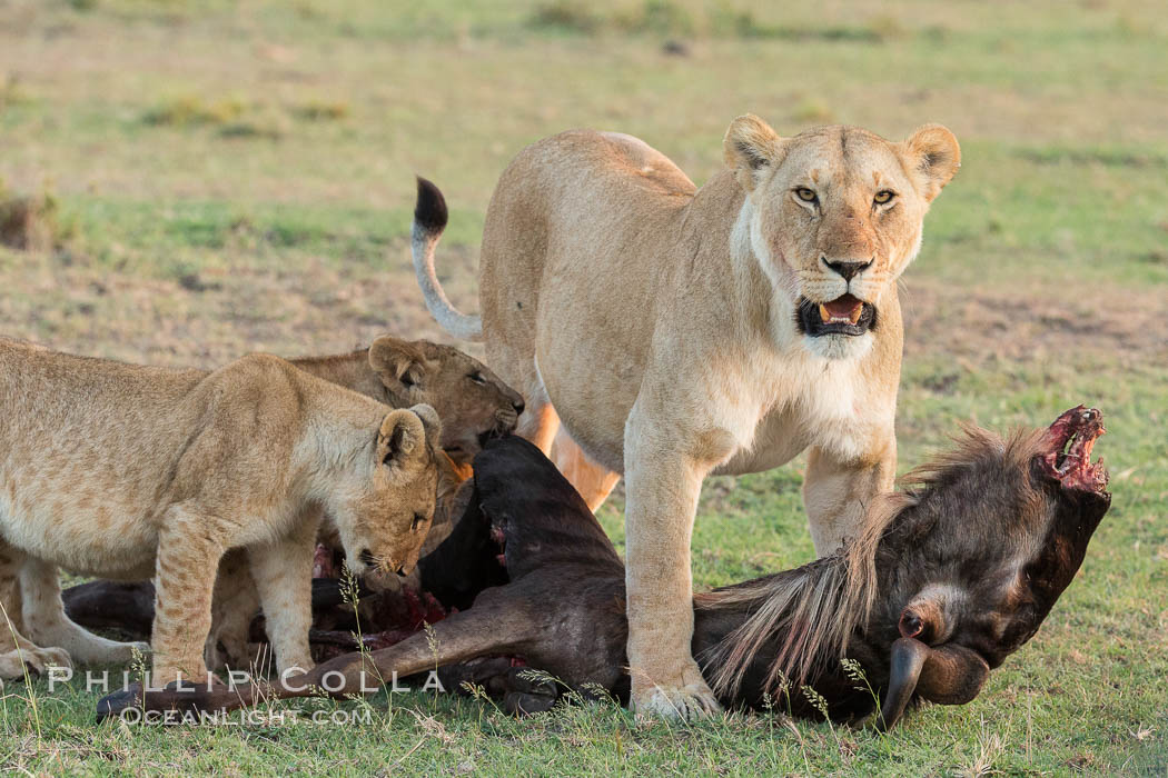 Lionness and cubs with kill, Olare Orok Conservancy, Kenya., Panthera leo, natural history stock photograph, photo id 30111