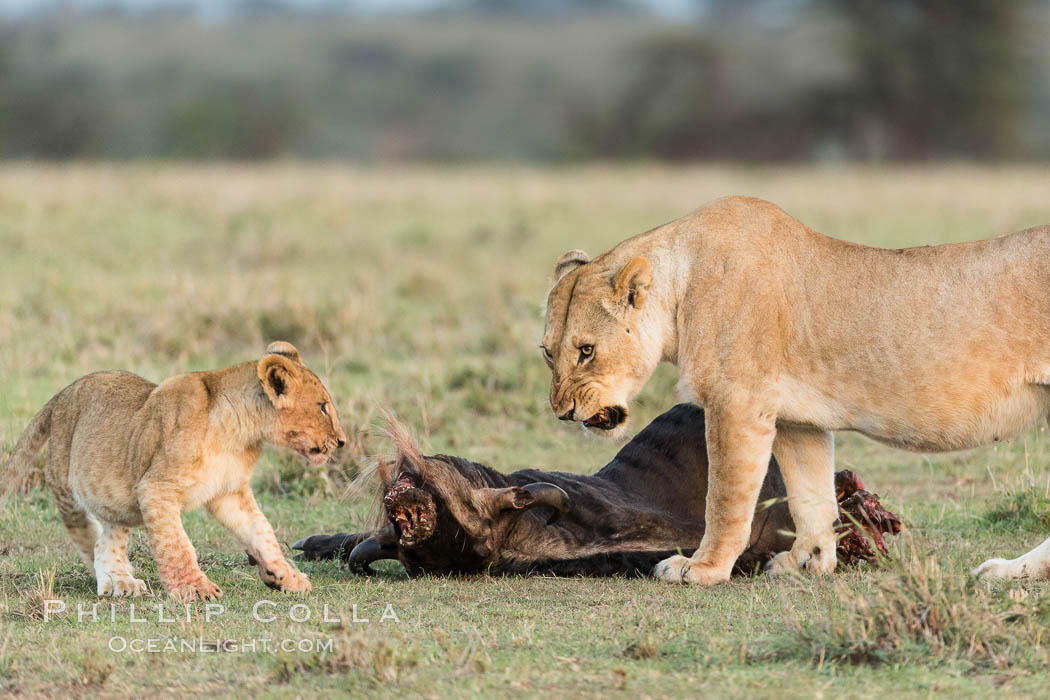 Lionness and cubs with kill, Olare Orok Conservancy, Kenya., Panthera leo, natural history stock photograph, photo id 30101