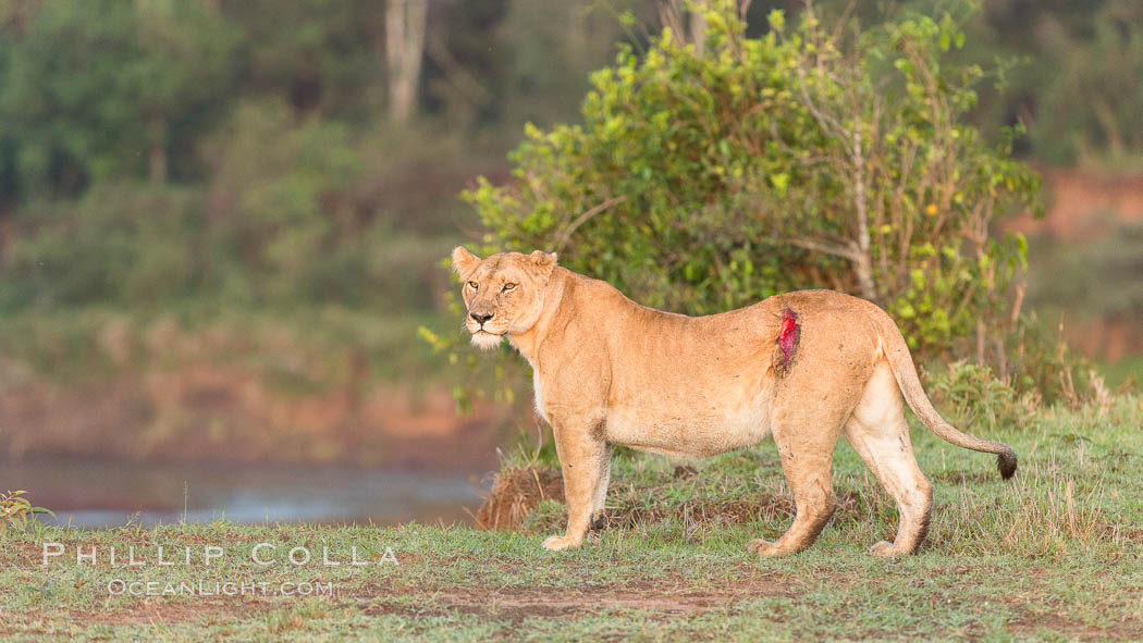 Lionness with injury from water buffalo, Maasai Mara National Reserve, Kenya., Panthera leo, natural history stock photograph, photo id 29914