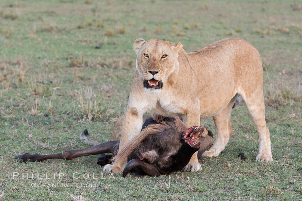 Lionness with kill, Olare Orok Conservancy, Kenya., Panthera leo, natural history stock photograph, photo id 30099