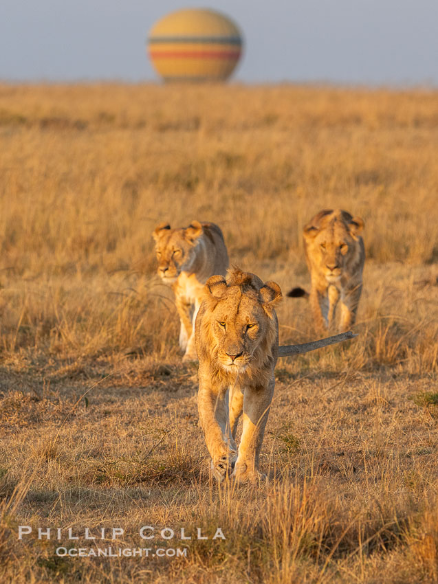 Lions and Balloon at Sunrise, Mara Triangle, Kenya., Panthera leo, natural history stock photograph, photo id 39685