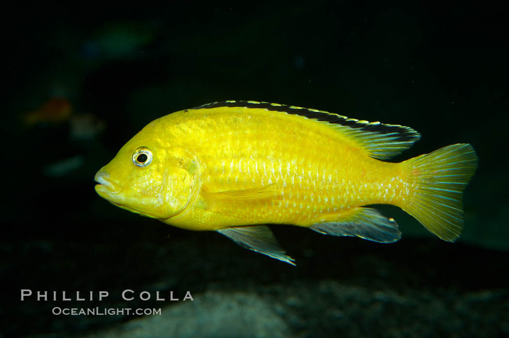 Lions cove yellow labido., Labidochromis, natural history stock photograph, photo id 11004