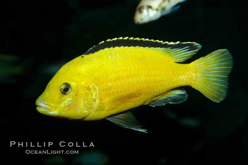 Lions cove yellow labido., Labidochromis, natural history stock photograph, photo id 11005