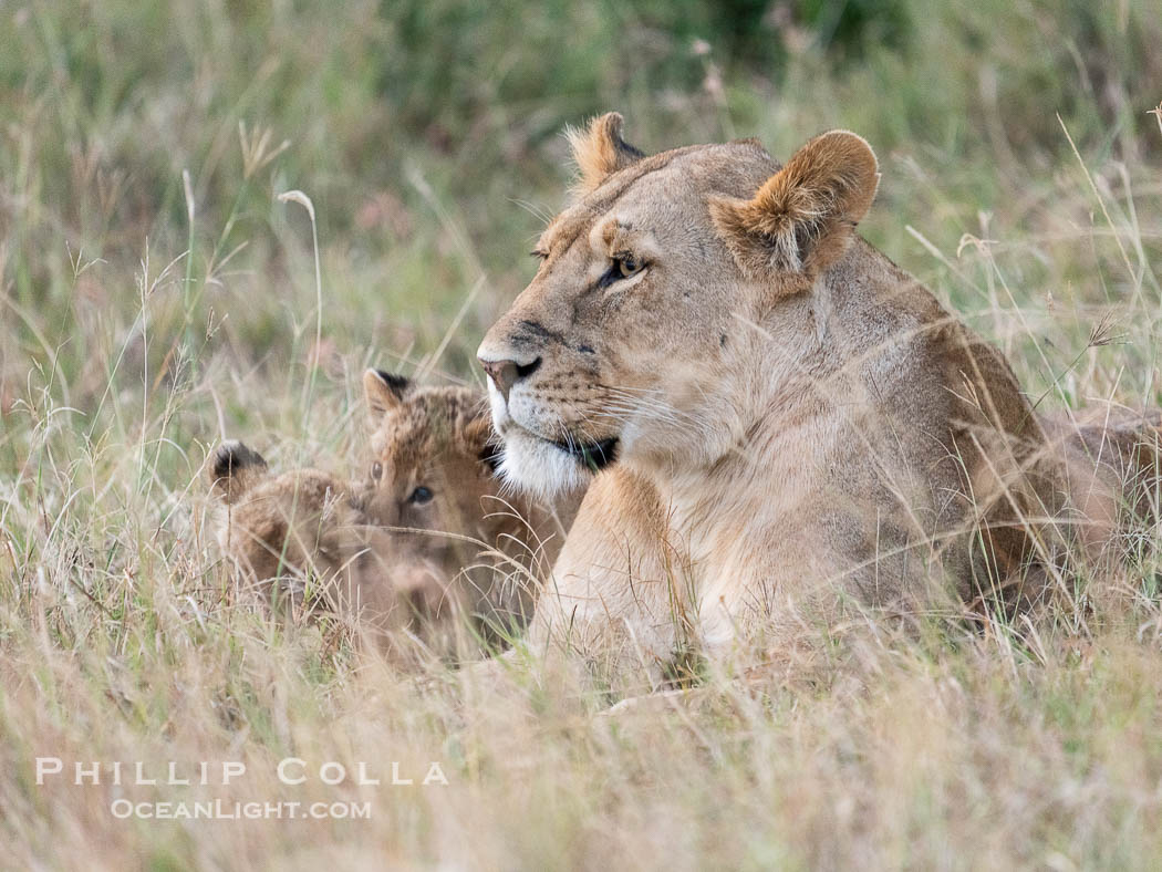 Lions, Mara North Conservancy, Kenya., Panthera leo, natural history stock photograph, photo id 39658