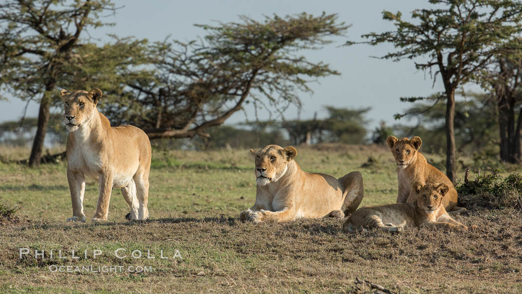 Lions, Olare Orok Conservancy, Kenya., Panthera leo, natural history stock photograph, photo id 30142