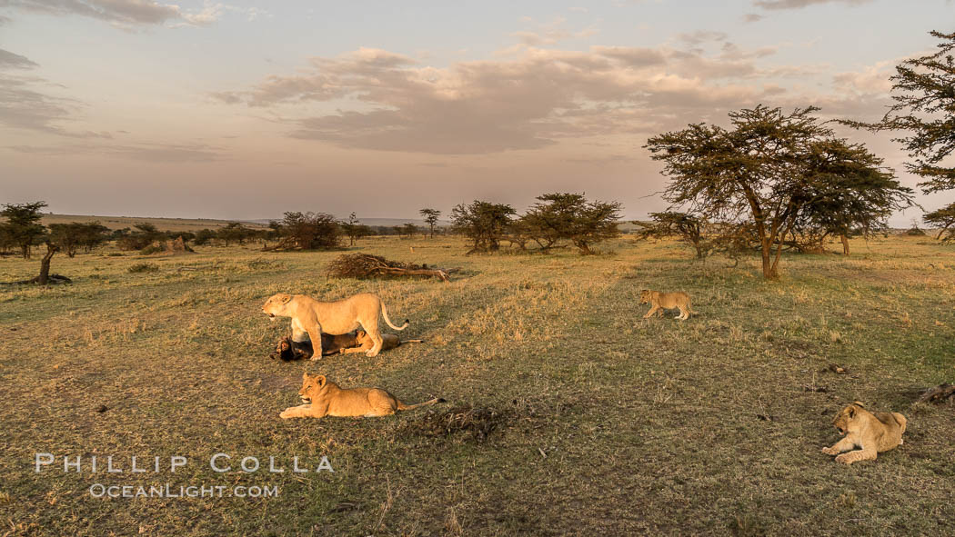 Lions, Olare Orok Conservancy, Kenya., Panthera leo, natural history stock photograph, photo id 30115