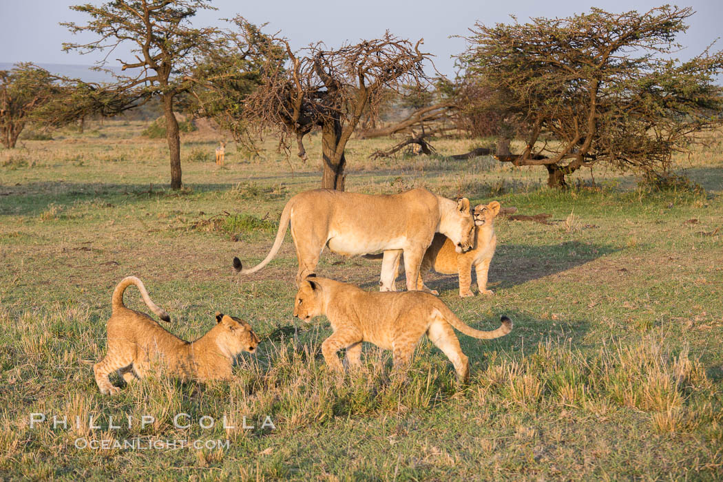 Lions, Olare Orok Conservancy, Kenya., Panthera leo, natural history stock photograph, photo id 30123