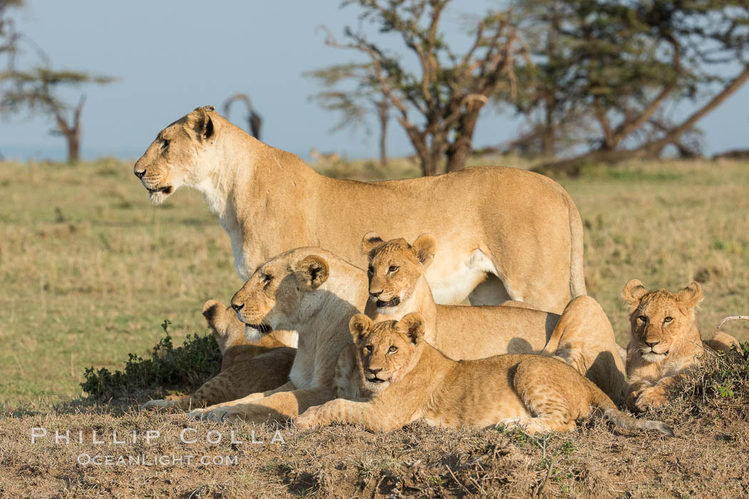 Lions, Olare Orok Conservancy, Kenya., Panthera leo, natural history stock photograph, photo id 30137