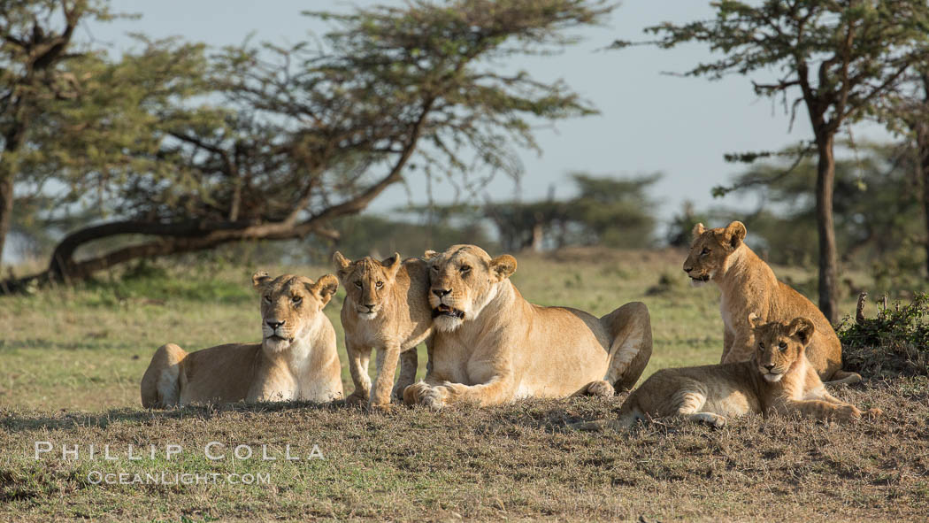 Lions, Olare Orok Conservancy, Kenya., Panthera leo, natural history stock photograph, photo id 30141