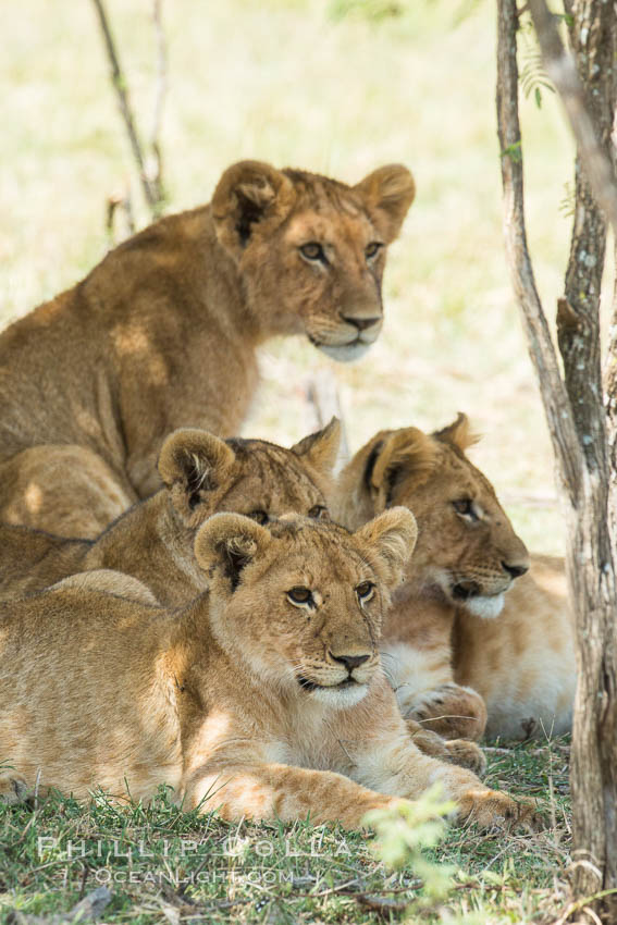 Lions resting in shade during midday heat, Olare Orok Conservancy, Kenya., Panthera leo, natural history stock photograph, photo id 30008