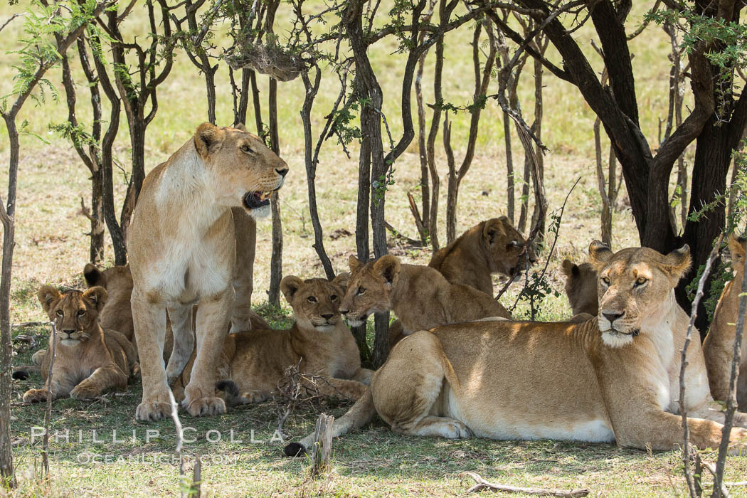 Lions resting in shade during midday heat, Olare Orok Conservancy, Kenya., Panthera leo, natural history stock photograph, photo id 30013