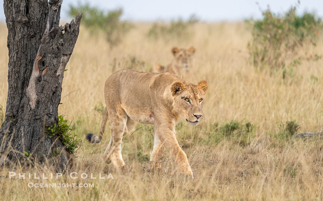 Lions of the River Pride, Greater Masai Mara, Kenya. Mara North Conservancy, Panthera leo, natural history stock photograph, photo id 39725