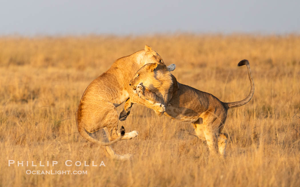 Lions Socializing and Playing at Sunrise, Mara North Conservancy, Kenya. These lions are part of the same pride and are playing, not fighting., Panthera leo, natural history stock photograph, photo id 39686